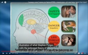 תמונה מתוך הסרטון "שיעוריו של הטבע" - פרופ' פיטר לוין - מהם טראומה ו-PTSD והטיפול בהן בשיטת "החוויה הסומטית"